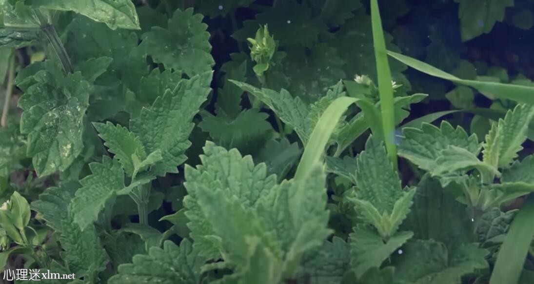 12种最好的抗衰老草药，帮助保护大脑和记忆衰退